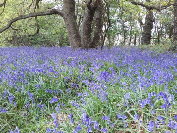 Middleton Bluebell Woods